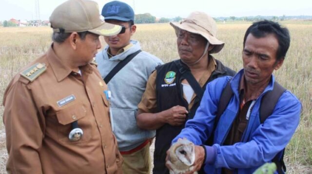 Para petani di Kecamatan Sukatani, Kabupaten Bekasi mengembangbiakan burung hantu jenis tyto alba sebagai predator alami hama tikus yang sering menghabiskan tanaman padi di wilayahnya.