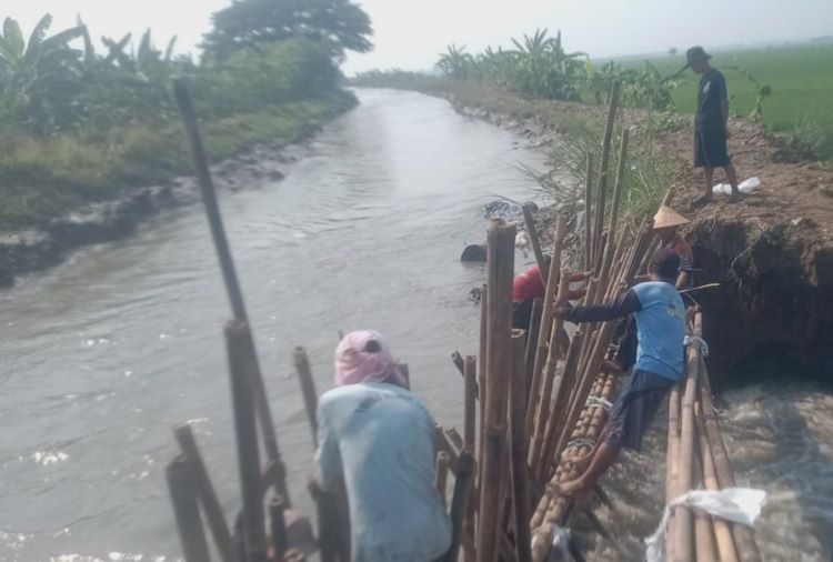 Warga Desa Sumber Reja, Kecamatan Pebayuran saat bergotong-royong membuat turap bendungan sementara menggunakan material bambu dan karung pasir untuk meminimalisir derasnya aliran air di tanggul irigasi Kali Sekunder BKG 28 yang jebol.