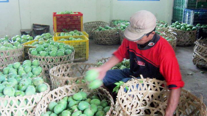 Ilustrasi | Daftar 5 kecamatan penghasil buah mangga terbanyak di wilayah Cikarang, Kabupaten Bekasi