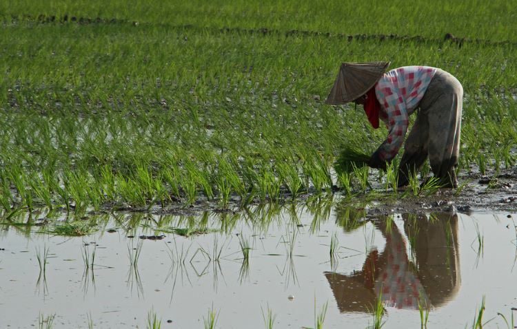 Di Kecamatan Cibarusah, Kabupaten Bekasi, bibit padi varietas Ciherang ditanam di lahan pesawahan dengan luas kurang lebih 370 hektar.