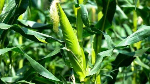 Pemerintah Kabupaten Bekasi telah menyiapkan lahan seluas 70 hektare untuk penanaman jagung . Inisiatif ini merupakan bagian dari upaya mendukung program "Penanaman Jagung Serentak 1 Juta Hektare" oleh Kepolisian Republik Indonesia (Polri).