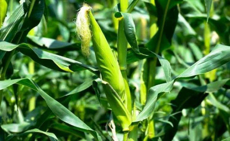 Pemerintah Kabupaten Bekasi telah menyiapkan lahan seluas 70 hektare untuk penanaman jagung . Inisiatif ini merupakan bagian dari upaya mendukung program "Penanaman Jagung Serentak 1 Juta Hektare" oleh Kepolisian Republik Indonesia (Polri).