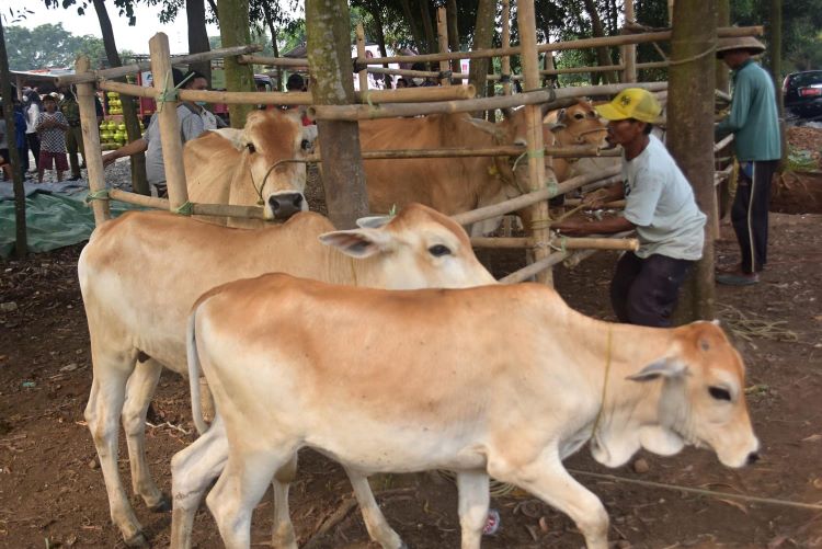 Meluasnya wabah Penyakit Mulut dan Kuku (PMK) pada hewan ternak mengancam populasi sapi potong di Kabupaten Bekasi. Apabila tak kunjung teratasi, harga daging sapi diprediksi akan mengalami kenaikan signifikan dalam beberapa waktu ke depan.