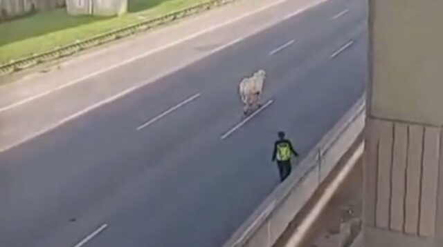 Seekor sapi yang kabur di Tol Jakarta-Cikampek Km 18, Tambun Selatan, Kabupaten Bekasi, dievakuasi dengan cara disembelih, Kamis (20/02).