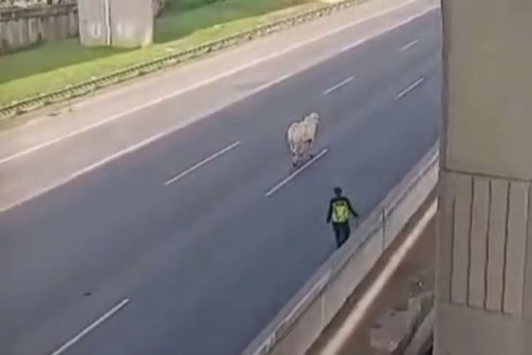 Seekor sapi yang kabur di Tol Jakarta-Cikampek Km 18, Tambun Selatan, Kabupaten Bekasi, dievakuasi dengan cara disembelih, Kamis (20/02).