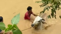 Saat banjir melanda, para peternak berupaya menyelamatkan ternak mereka dengan menggiring sapi ke dataran yang lebih tinggi. Hingga Rabu (05/03), sebanyak 30 ekor sapi telah berhasil kembali ke kandang, sementara enam ekor lainnya masih belum ditemukan dan diduga hilang terbawa arus banjir.