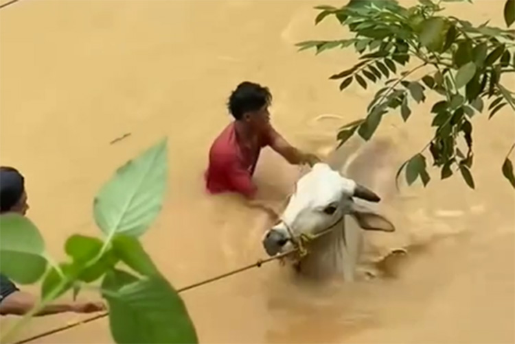 Saat banjir melanda, para peternak berupaya menyelamatkan ternak mereka dengan menggiring sapi ke dataran yang lebih tinggi. Hingga Rabu (05/03), sebanyak 30 ekor sapi telah berhasil kembali ke kandang, sementara enam ekor lainnya masih belum ditemukan dan diduga hilang terbawa arus banjir.