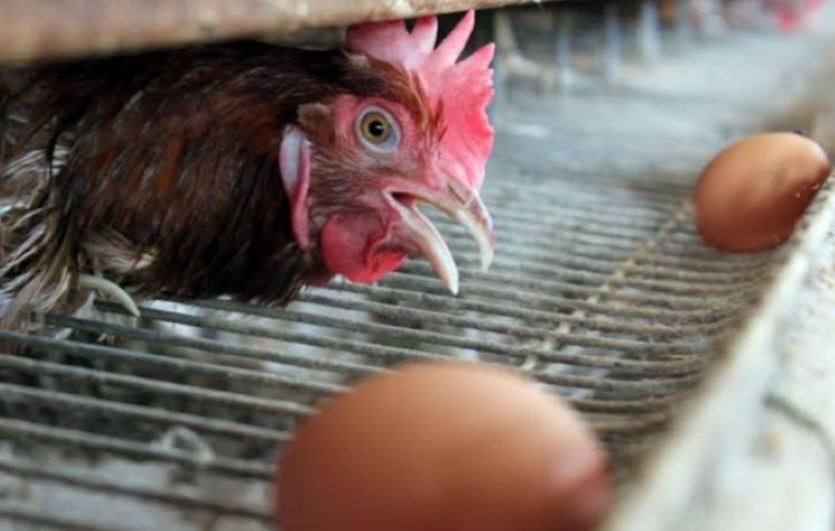 Pemerintah Desa Serang, Kecamatan Cikarang Selatan, Kabupaten Bekasi memulai budidaya ayam petelur sebagai upaya strategis untuk memperkuat kemandirian pangan desa dan pemberdayaan ekonomi masyarakat.