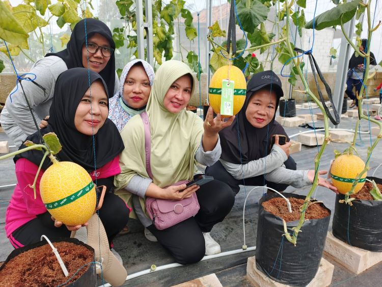 Kelompok Tani Melonesia yang berada di Kampung Wangkel, Desa Sukajaya, Kecamatan Cibitung, Kabupaten Bekasi, menghadirkan inovasi eduwisata berupa kebun melon premium berbasis organik. Di lokasi ini, pengunjung bisa melakukan wisata petik melon langsung dari pohon | Foto: Hafid Faidi