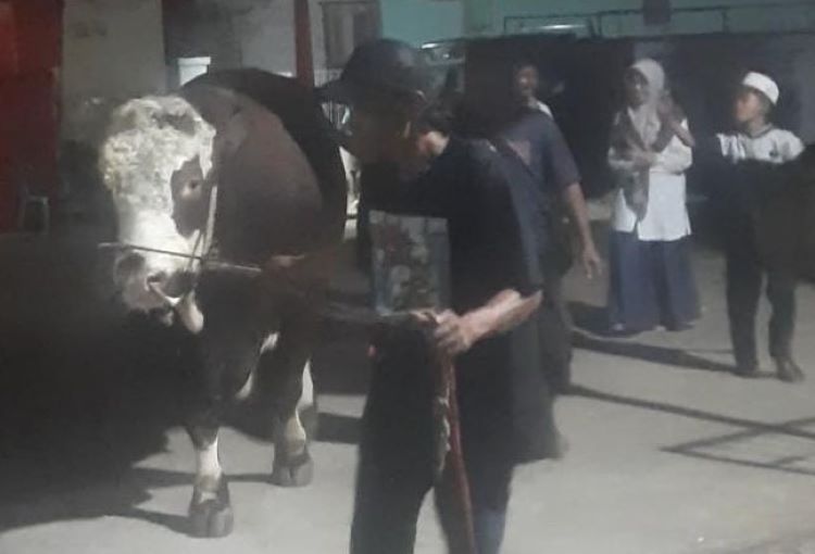 Presiden Republik Indonesia, Prabowo Subianto, memberikan tiga ekor sapi sebagai hewan kurban kepada masyarakat Kabupaten Bekasi dalam rangka perayaan Hari Raya Idul Adha 1446 Hijriah. Salah satu sapi yang dikirim adalah jenis Simental Import dengan bobot mencapai 1.050 kilogram bernama Highclass Bravo.