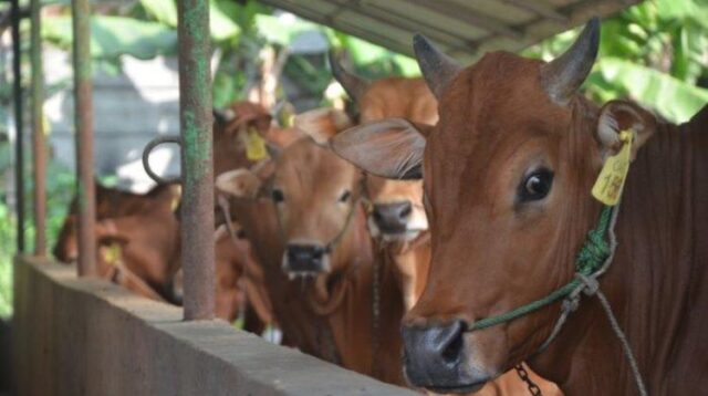 Rumah Potong Hewan (RPH) Jatimulya yang berlokasi di Desa Lambangsari, Kecamatan Tambun Selatan, melayani pemotongan hewan kurban dengan kapasitas hingga 30 ekor sapi per hari.