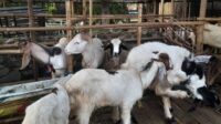 Pemerintah Kabupaten Bekasi mencatat adanya penurunan jumlah hewan kurban yang diperjualbelikan pada tahun ini. Berdasarkan hasil observasi lapangan, jumlah hewan kurban yang dijual pada tahun ini hanya mencapai 27.151 ekor, lebih rendah dibandingkan tahun lalu yang mencapai 31.256 ekor.