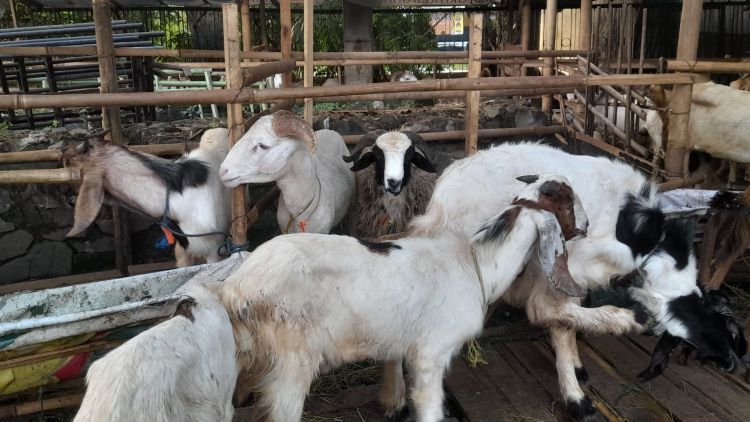 Pemerintah Kabupaten Bekasi mencatat adanya penurunan jumlah hewan kurban yang diperjualbelikan pada tahun ini. Berdasarkan hasil observasi lapangan, jumlah hewan kurban yang dijual pada tahun ini hanya mencapai 27.151 ekor, lebih rendah dibandingkan tahun lalu yang mencapai 31.256 ekor.