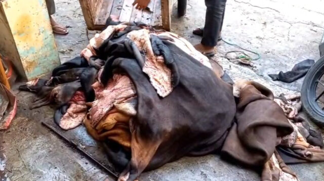 Perayaan Hari Raya Idul Adha tidak hanya membawa keberkahan bagi para penjual hewan kurban di Cikarang, tetapi juga menjadi momen berlimpah rezeki bagi para pengepul kulit hewan kurban.