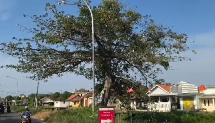 Pohon kapuk besar tumbuh menjulang di depan PT Pertamina EP Field Tambun Desa Kedungjaya, Kecamatan Babelan, Kabupaten Bekasi. Meski popularitasnya menurun, pohon kapuk ternyata masih menyimpan potensi besar untuk dimanfaatkan, salah satunya adalah absorben untuk menyerap tumpahan minyak di perairan.