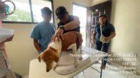 Pemerintah Kabupaten Bekasi menggelar program vaksinasi rabies gratis untuk anabul atau hewan peliharaan pada Hari Rabies Sedunia atau World Rabies Day