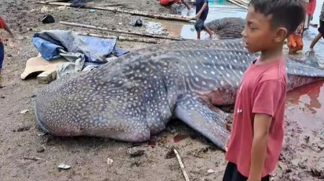 Seekor hiu paus atau hiu tutul berukuran kurang lebih 4 meter terperangkap sero (alat tangkap ikan) milik warga di Kampung Muara Mati, Desa Pantai Bahagia, Kecamatan Muaragembong, Kabupaten Bekasi. Saat ditemukan ikan tersebut sudah dalam keadaan mati.