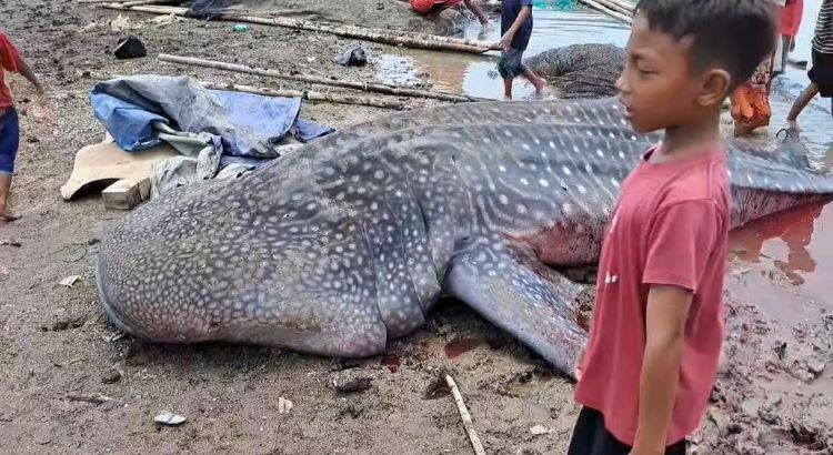 Seekor hiu paus atau hiu tutul berukuran kurang lebih 4 meter terperangkap sero (alat tangkap ikan) milik warga di Kampung Muara Mati, Desa Pantai Bahagia, Kecamatan Muaragembong, Kabupaten Bekasi. Saat ditemukan ikan tersebut sudah dalam keadaan mati.