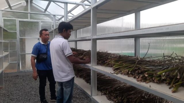 eceng gondok rumah pengering Komunitas Bambu Kuning yang berlokasi di Desa Pasirsari, Kecamatan Cikarang Selatan, Kabupaten Bekasi memanfaatkan teknologi solar driyer home atau rumah pengering tenaga surya untuk mengolah eceng gondok menjadi kerajinan tangan bernilai tinggi.