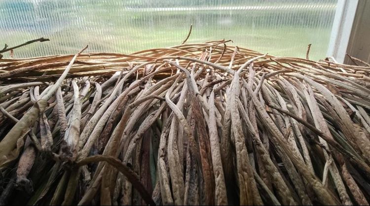 Kualitas eceng gondok yang dihasilkan melalui pengeringan di rumah pengering tenaga surya dinilai lebih baik dan memiliki daya tahan lebih lama dibanding dengan cara konvensional. Hal ini berdampak pada kualitas kerajinan yang dihasilkan.