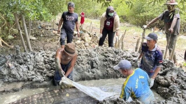 Sebagai bentuk penghormatan kepada hewan yang dilindungi ini, masyarakat Desa Pantai Bahagia, Kecamatan Muaragembong, Kabupaten Bekasi menguburkan bangkai ikan tersebut secara utuh di area mangrove. Proses penguburan dilakukan dengan kedalaman sekitar 1 meter dan panjang 6 meter, serta bangkai hiu paus dikafani menggunakan kain putih.