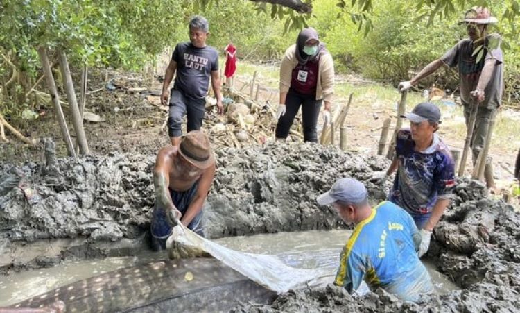 Sebagai bentuk penghormatan kepada hewan yang dilindungi ini, masyarakat Desa Pantai Bahagia, Kecamatan Muaragembong, Kabupaten Bekasi menguburkan bangkai ikan tersebut secara utuh di area mangrove. Proses penguburan dilakukan dengan kedalaman sekitar 1 meter dan panjang 6 meter, serta bangkai hiu paus dikafani menggunakan kain putih.