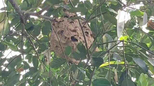 tawon Vespa Affinis Saat ini, sarang tawon Vespa Affinis yang menyerang kedua bocah itu telah dimusnahkan oleh Tim Rescue Dinas Pemadam Kebakaran Kabupaten Bekasi. Sarang tawon yang berada di atas pohon setinggi sekitar 2,5 meter itu dimusnahkan dengan cara dibakar.