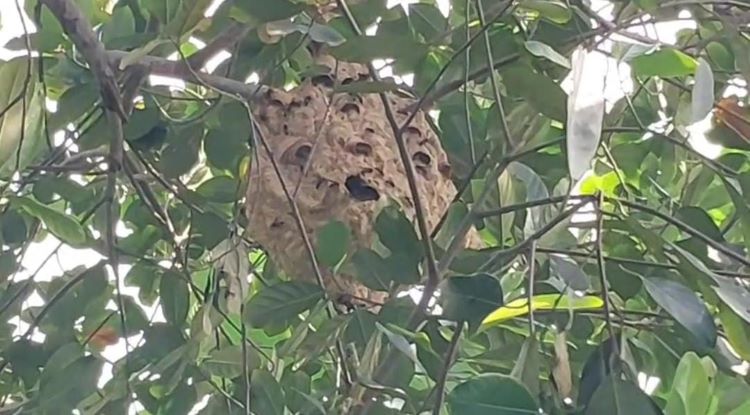 tawon Vespa Affinis Saat ini, sarang tawon Vespa Affinis yang menyerang kedua bocah itu telah dimusnahkan oleh Tim Rescue Dinas Pemadam Kebakaran Kabupaten Bekasi. Sarang tawon yang berada di atas pohon setinggi sekitar 2,5 meter itu dimusnahkan dengan cara dibakar.