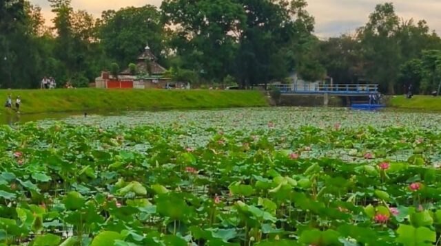 Situ Ceper di Desa Sukasari, Kecamatan Serang Baru, Kabupaten Bekasi, menjadi salah satu destinasi wisata alam yang menarik perhatian masyarakat. Keindahan bunga teratai dan lotus berwarna merah yang bermekaran di atas permukaan air menjadi daya tarik utama tempat ini.