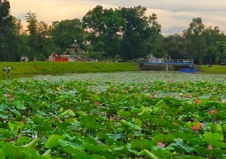 Situ Ceper di Desa Sukasari, Kecamatan Serang Baru, Kabupaten Bekasi, menjadi salah satu destinasi wisata alam yang menarik perhatian masyarakat. Keindahan bunga teratai dan lotus berwarna merah yang bermekaran di atas permukaan air menjadi daya tarik utama tempat ini.