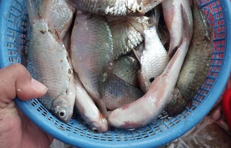 Salah seorang warga memamerkan ikan hasil tangkapannya di sekitar lokasi proyek pembangunan Bendung Srengseng Hilir (BSH), Kamis (04/12).