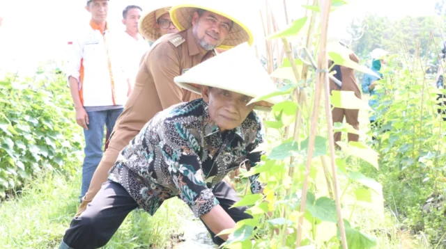 Pada tahun 2025 Pemerintah Desa Sukadami mengalokaksi Rp309.780.000 untuk ketahanan pangan yang bersumber dari Dana Desa. Meski jumlah tersebut terlihat besar, nilai tersebut belum memenuhi ketentuan minimal 20% dari total Dana Desa sesuai Permendes No. 2 Tahun 2024.