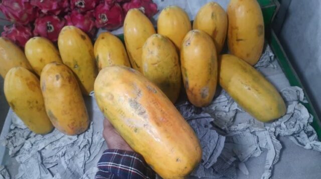 Pepaya California semakin diminati oleh masyarakat dan kini menjadi salah satu buah yang banyak dicari di toko-toko buah maupun warung sayur di wilayah Cikarang, Kabupaten Bekasi. Buah ini dikenal memiliki tekstur yang tidak mudah hancur, rasa manis yang segar, serta daya tahan yang lebih baik dibandingkan jenis pepaya lainnya.