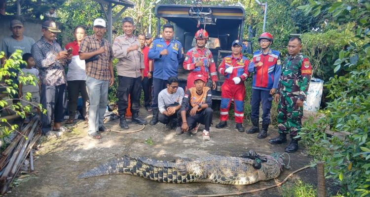Seekor buaya muara dengan ukuran besar berhasil dievakuasi dari sebuah rumah kosong di Kampung Kalibaru, Desa Sukatenang, Kecamatan Sukawangi, Kabupaten Bekasi. Proses evakuasi dilakukan oleh petugas pemadam kebakaran dengan dibantu oleh komunitas pecinta reptil dan warga setempat pada Jumat (16/01).
