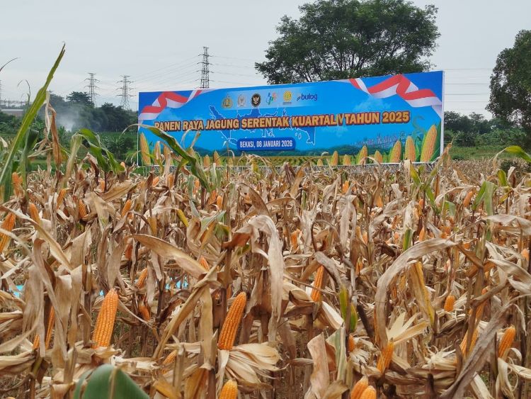 Panen Raya Jagung oleh Kepolisian Republik Indonesia (Polri) di Kampung Tembong Gunung, Desa Sukamahi, Kecamatan Cikarang Pusat, Kabupaten Bekasi, Kamis (08/01).