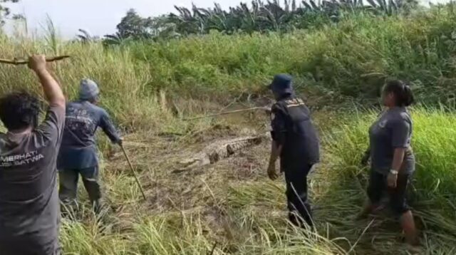 Seekor buaya muara berukuran besar berhasil diamankan oleh Pemerhati Polisi Satwa (PPS), Direktorat Polisi Satwa Korsabhara Baharkam Polri dan warga di wilayah RT 02 RW 03, Desa Hurip Jaya, Kecamatan Babelan, Kabupaten Bekasi pada Sabtu (07/02) sore.