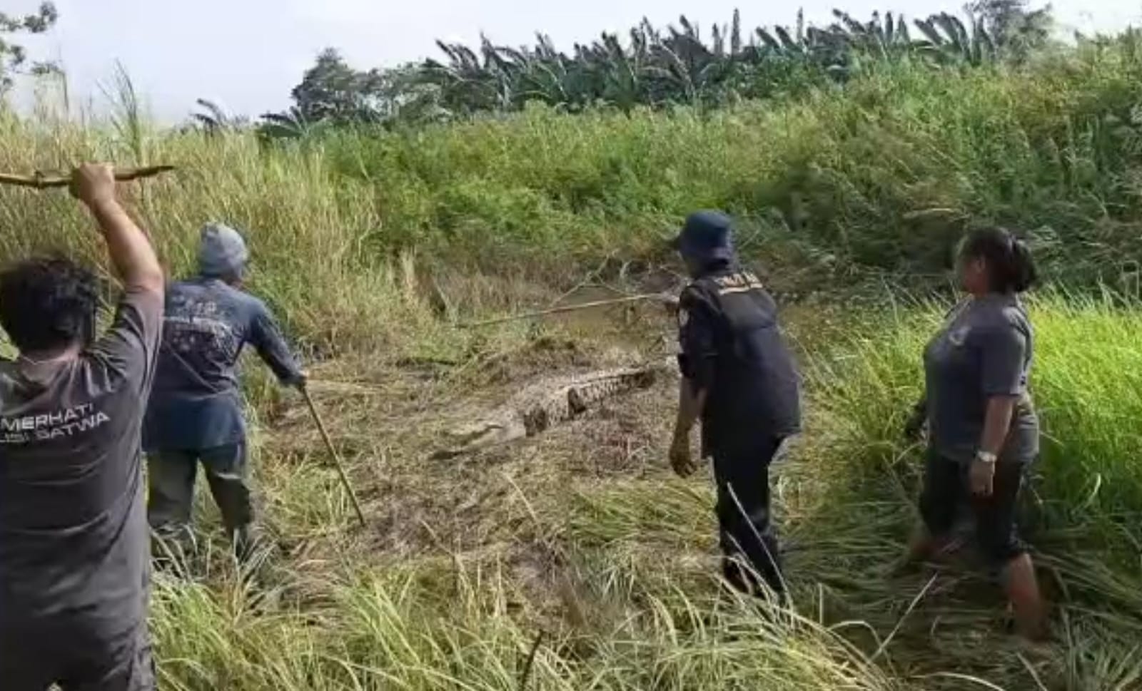 Seekor buaya muara berukuran besar berhasil diamankan oleh Pemerhati Polisi Satwa (PPS), Direktorat Polisi Satwa Korsabhara Baharkam Polri dan warga di wilayah RT 02 RW 03, Desa Hurip Jaya, Kecamatan Babelan, Kabupaten Bekasi pada Sabtu (07/02) sore.