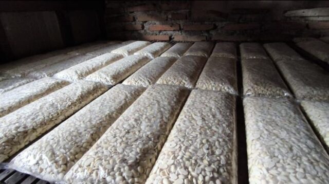 Harga kedelai impor yang menjadi bahan baku utama pembuatan tempe terus merangkak naik. Kondisi ini memaksa para perajin tempe di Kabupaten Bekasi menyiasati situasi dengan memperkecil ukuran produk mereka. 