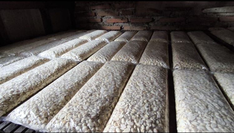 Harga kedelai impor yang menjadi bahan baku utama pembuatan tempe terus merangkak naik. Kondisi ini memaksa para perajin tempe di Kabupaten Bekasi menyiasati situasi dengan memperkecil ukuran produk mereka. 