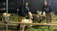 hewan kurban padasuka farm Lapak hewan kurban milik Majlis Padepokan Dakwah Sunan Kalijaga (Padasuka) Farm yang berlokasi di Perumahan Griya Bekasi Permai 2, Desa Cibening, Kecamatan Setu.