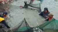 Panen ikan patin di Desa Karangsari, Kecamatan Cikarang Timur, Kabupaten Bekasi, Kamis (07/05).