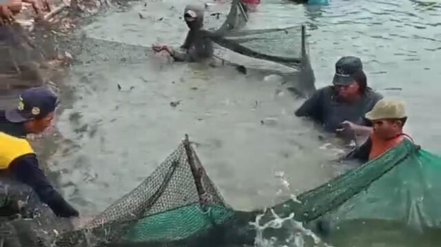 Panen ikan patin di Desa Karangsari, Kecamatan Cikarang Timur, Kabupaten Bekasi, Kamis (07/05).
