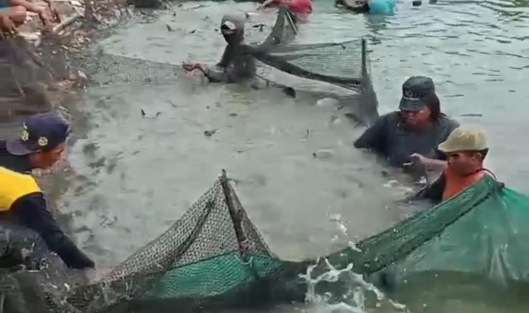 Panen ikan patin di Desa Karangsari, Kecamatan Cikarang Timur, Kabupaten Bekasi, Kamis (07/05).