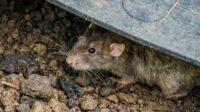 Ilustrasi tikus
