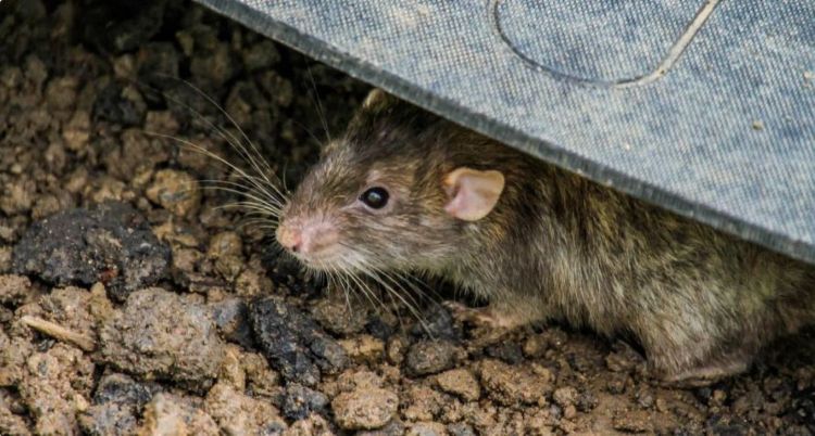 Ilustrasi tikus