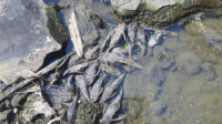 Bangkai ikan sapu-sapu di aliran Kali Sadang, Kelurahan Telaga Asih, Kecamatan Cikarang Barat, Kabupaten Bekasi