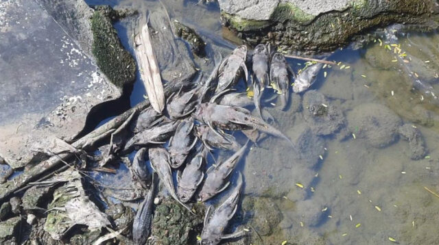 Bangkai ikan sapu-sapu di aliran Kali Sadang, Kelurahan Telaga Asih, Kecamatan Cikarang Barat, Kabupaten Bekasi