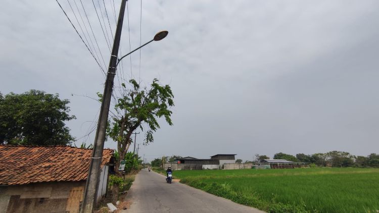 Di Kampung Gandaria, Desa Cipayung, Kecamatan Cikarang Timur, Kabupaten Bekasi, sejumlah petani justru menutup lampu PJU menggunakan lumpur hingga cat semprot. Alasannya, sinar lampu tersebut dianggap berdampak buruk pada pertumbuhan padi mereka.