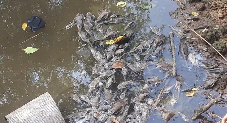 Bangkai Ikan sapu-sapu di aliran Kali Sadang.
