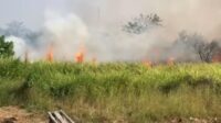 Kebakaran melanda area alang-alang di wilayah RT 08 RW 03, Desa Sriamur, Kecamatan Tambun Utara, Kabupaten Bekasi, Jumat (10/07) siang.